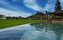Ricefield View