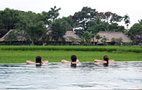 Ricefield View